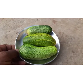 Organic Cucumber